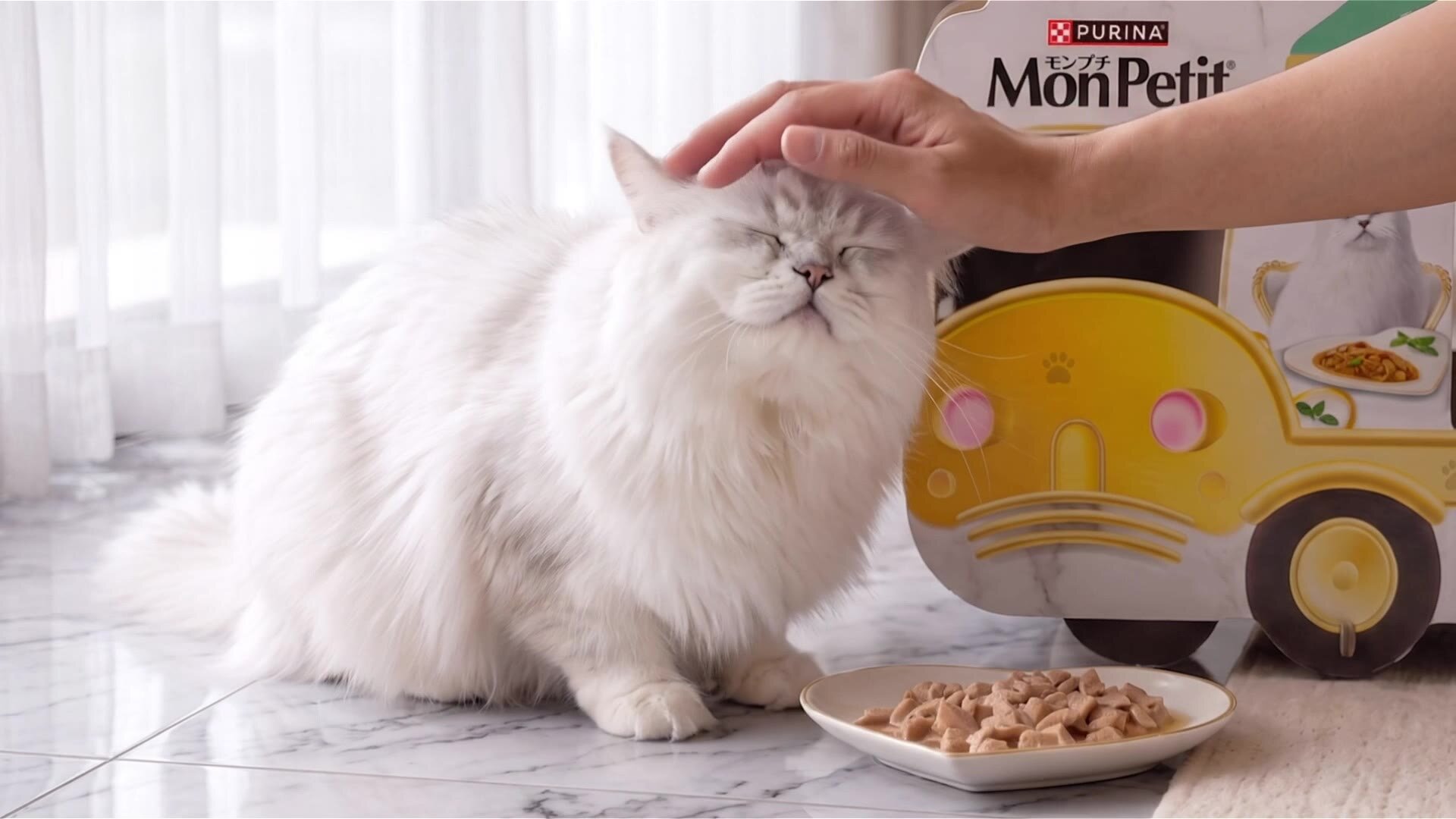飼い主に頭をなでてもらう